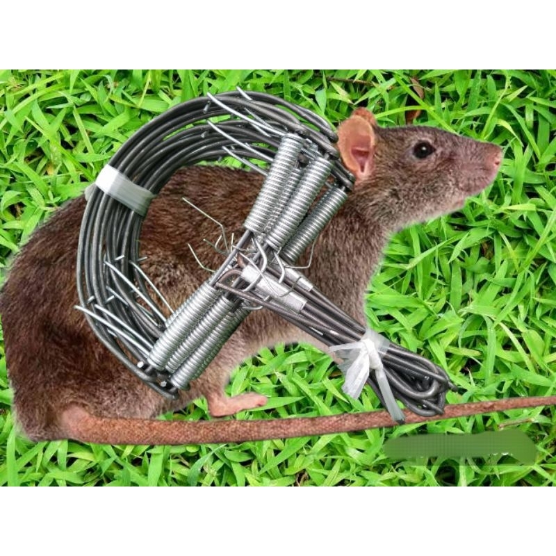 กับดักหนู กับตีหนู ขนาด 5.5 นิ้ว ได้ 10 อัน - รูปที่ 2