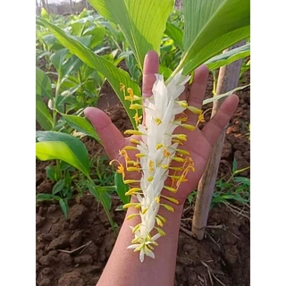 หัวพันธุ์ดอกเข้าพรรษา 6 - 8 เหง้า สีขาวฟูๆ