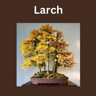 เมล็ดสน สนผลัดใบ Larch - Larix ร้านคนไทย ร้านคนไทย บอนไซ