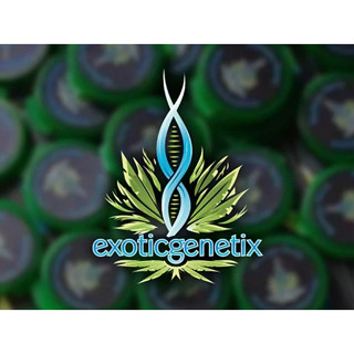 ค่ายนิยม Exotic Genetix คุณภาพคับดอก