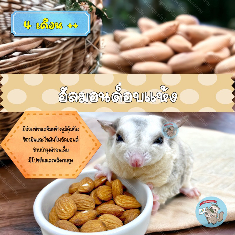 ( อัลมอนด์ ) ALMOND อัลมอนด์ อัลมอนด์อบ ถั่ว ถ้่วอบ อาหาร ขนม สัตว์เล็ก ชูการ์ กระรอก แฮมสเตอร์ ดอร์เมาส์
