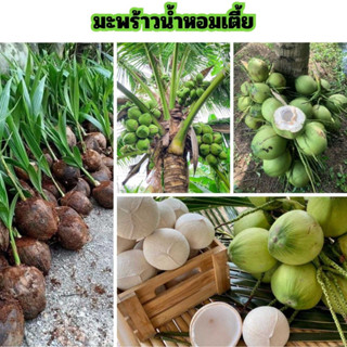 🌴🌴มะพร้าวน้ำหอม🌴🌴 💋💋เนื้อเยอะน้ำหอมหวาน💋💋 🌱🌱ปลูกได้กับดินทุกสภาพ🌱🌱