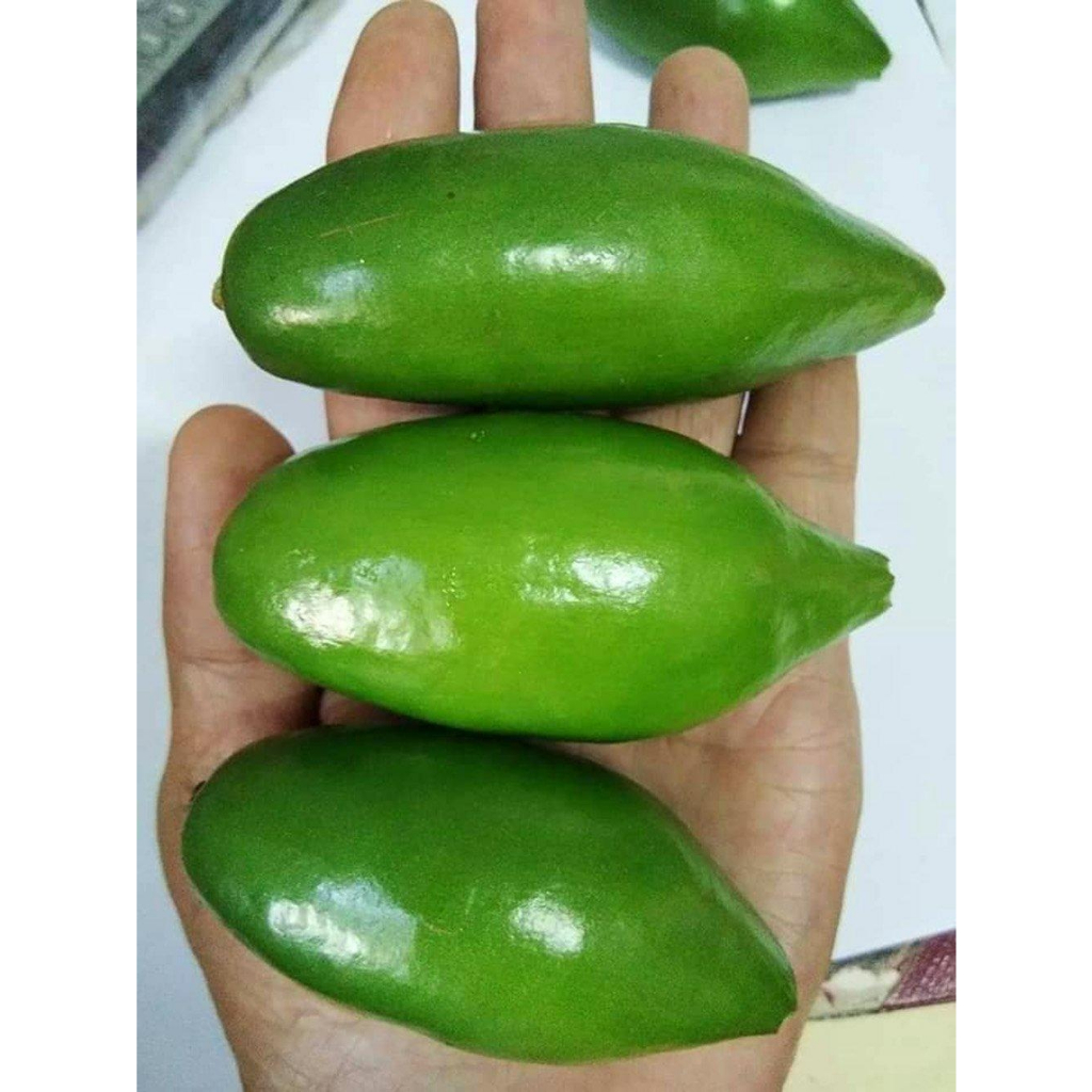 ต้นมะดันเขียวมรกต ต้นเสียบยอด🍏 💓ผลดก ปลูกได้กับดินทุกสภาพ💓💓 🌴🌴ความสูงต้นประมาณ 45-55 ซม.🌴🌴