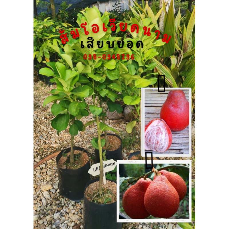 ส้มโอแดงเวียดนาม เสียบ ยอด สายพันธุ์ แท้100% ความสูง ต้น 40-60 ซม. ต้นพร้อมปลูก 1-2 ปี เห็นผล รสชาติ หวาน หอม