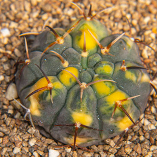 Gymnocalycium ochoterenae x vatteri ด่างหนามสวย แคคตัส กระบองเพชร cactus ยิมโนคาไลเซียม ไม้ประดับ ไม้สะสม