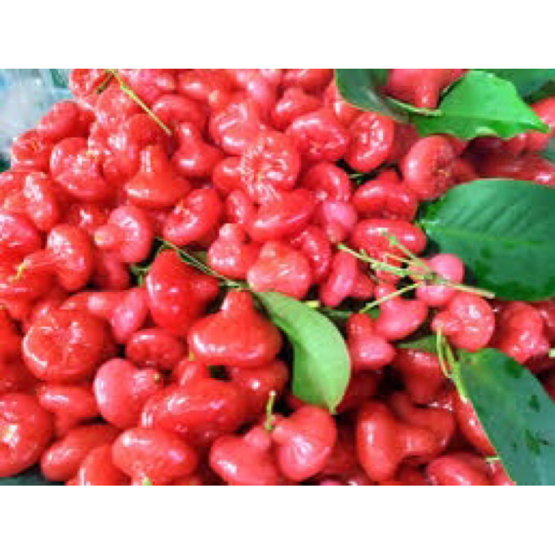 ต้นชมพู่พลาสติกเเดง พร้อมปลูก สูง40เซน - รูปที่ 2