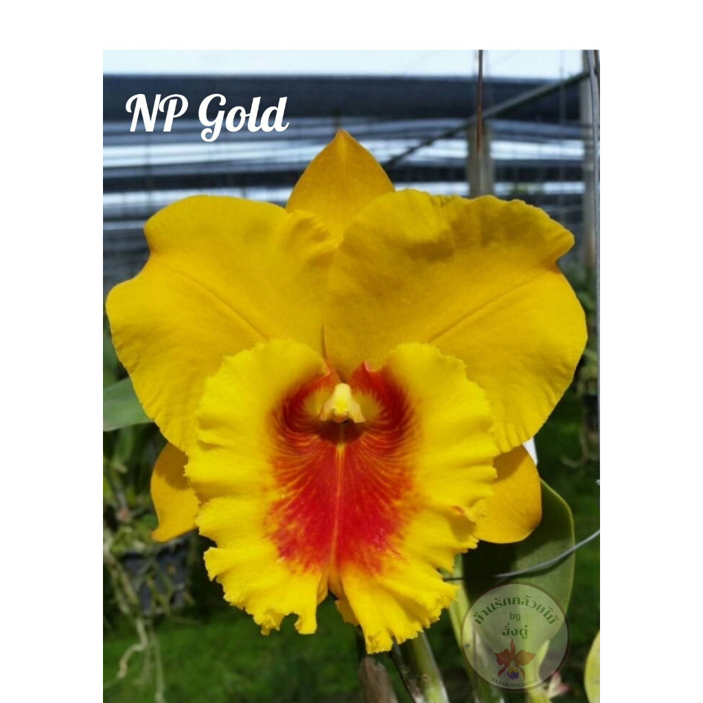 กล้วยไม้แคทลียา NP Gold ต้นพร้อมให้ดอก ส่งตรงจากสวน แคทลียา ต้นสวย มีเก็บเงินปลายทาง COD