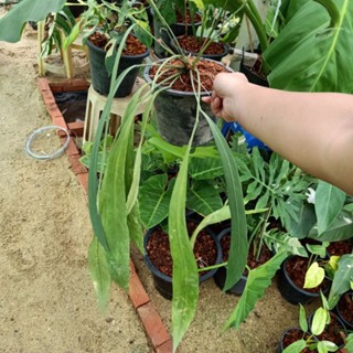 ❤️ (5/9/66) Anthurium Vittarifolium 🌱 หน้าวัวเนคไทติดด่าง ในกระถาง 8นิ้ว  🌱 ไม้ด่าง ไม้ฟอกอากาศ 🌱 [AV]