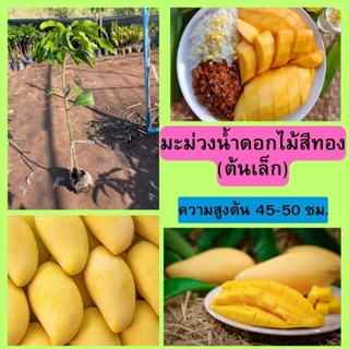 🥭🥭มะม่วงน้ำดอกไม้สีทอง (ต้นเล็ก)🥭🥭 🌳🌳ไม่เกิน2ปี ก็ติดดอกออกผลแล้ว🌳🌳 🎄ความสูงต้นประมาณ 45-50 ซม.🎄