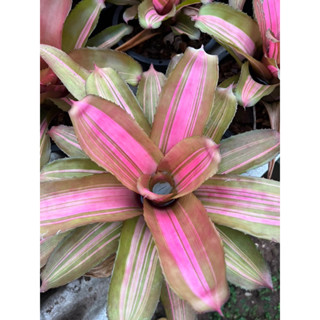 นีโอหยาง neo yang #เกาะต้นไม้#สับประรดสี# Bromeliad #ต้นไม้สวยงาม# ไม้ประดับ# ตกแต่งสวน# ปลูกตกแต่งบ้านหรือคอนโด# เกาะตอ