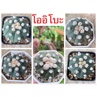 แคคตัส แอสโตรโออิโบะ Ooibo ราคาเบาๆ ทุก order มีของแถม ส่งถอดกระถาง🌵🌵