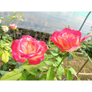 กุหลาบ-ดับเบิ้ลดีไลท์ “Double Delight” สีขาวเหลืองขอบแดง ดอกใหญ่ หอมแรง บานทน สีสันสดใส เลี้ยงง่าย