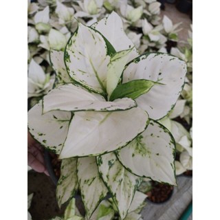 อโกนีมา ซุปเปอร์ ไวท์ aglaonema super white