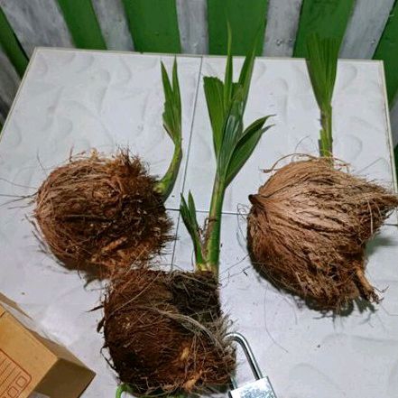 ต้นมะพร้าวกะลาเล็กแบบแกะพร้อมส่ง  วัตถุดิบทำบอนไซ - รูปที่ 2