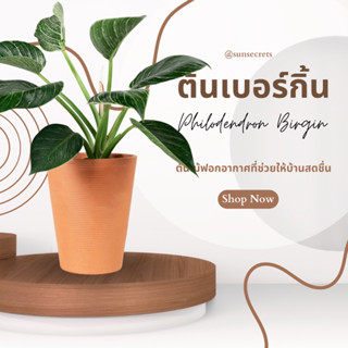 ต้นฟิโลเดนดรอน เบอร์กิ้น (Philodendron Birkin) กระถาง4นิ้ว