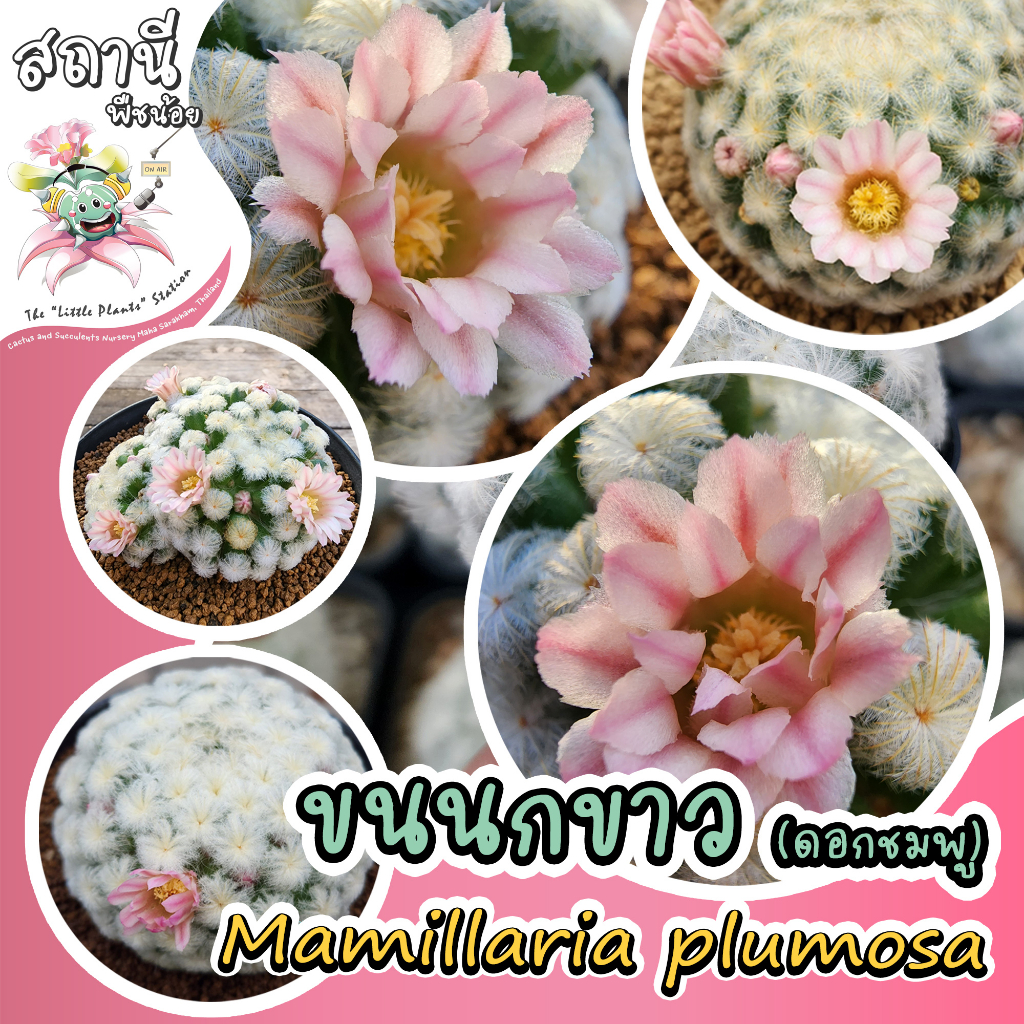 แมมขนนกขาว ดอกสีชมพู ไม้เมล็ด Mammillaria plumosa (Pink Flower) กระบองเพชร ไม้อวบน้ำ succulent แคคตัส cactus