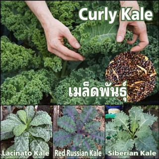 เมล็ดเคล kale 4 สายพันธุ์ กรีนเคล เคลรัซเซีย เคลไดโนเสาร์ เคลไซบีเรียน