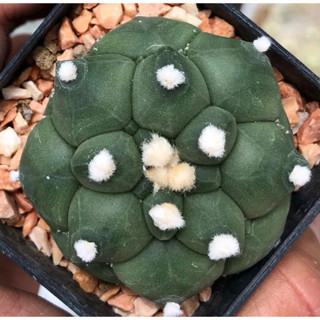 🐢⭐️🐢⭐️🐢⭐️💚Astrophytum asterias KIKKO เต่าเอ๋ยเต่า