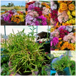 คุณนายตื่นคละสี1ถุงดำ2×5นิ้วขนาดเล็กหลายสี1ถุงดำ