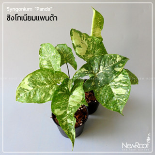 NewRootGarden ซิงโกเนียม แพนด้า Syngonium กระถาง 4 นิ้ว ไม้ใบ ไม้ประดับในร่ม