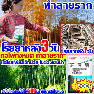 🍂โรยยา3วัน กอไผ่ทั้งหมด ทำลายราก🍂 สารกําจัดกอไผ่ กำจัดต้นไม้ ยาฆ่าต้นไม้ใหญ่500gยาฆ่าตอไม้ ยาฆ่าไผ่ ยาฆ่าไม้ไผ่