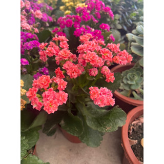 #กุหลาบหิน #พันธุ์ไม้น่าปลูกของชาวคอนโด🌸เลี้ยงง่าย