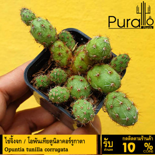 ต้นโอพันเทีย ไข่จิ้งจก โอพันเทียตูนิลาคอร์รูกาตา Opuntia Tunilla corrugata ไม้ชำหน่อ #Euphorbia #ไม้โขด #cactus