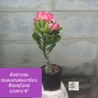 ต้นชวนชมฮอลแลนด์ ชวนชม ดอกซัอนสีชมพูโอรส ดอกเหมือนกุหลาบ สีหวานสดใส Desert Rose/Adennium Obesumถุงเพาะ 6"เป็นไม้มงคล