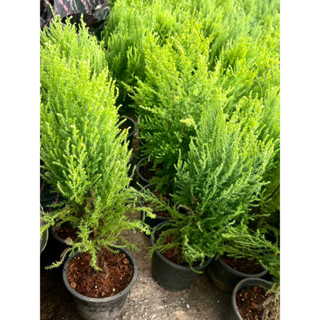 พร้อมส่งสนเลม่อน 🌲🍋 ทรงพุ่ม30-40cmCupressus macrocarpa