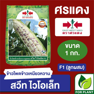 เมล็ดพันธุ์ ผักซอง ศรแดง Big ข้าวโพดข้าวเหนียวสวีทไวโอเล็ท บรรจุ 1 กิโลกรัม