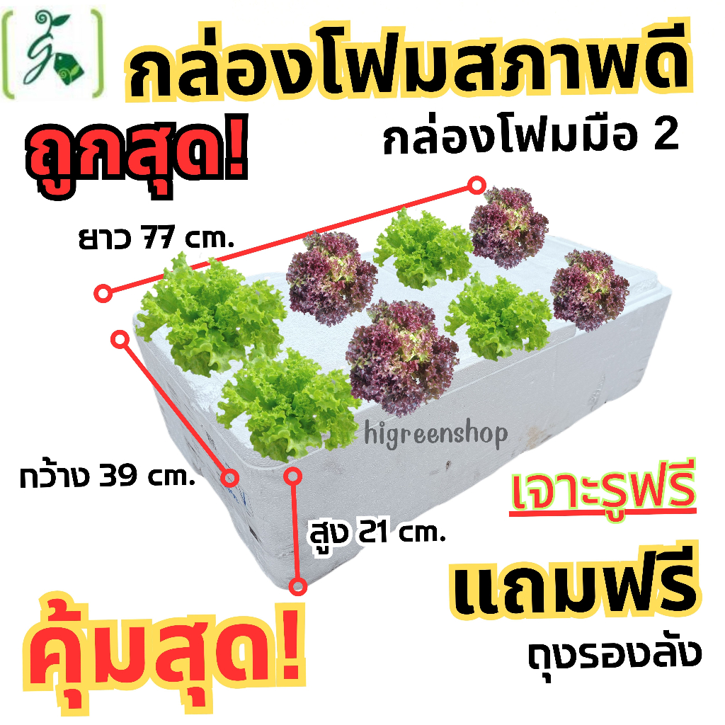 กล่องโฟมมือ 2 กล่องเปล่า กล่องปลา ปลูกผัก (สูง 21 cm.) เจาะรูฟรี + แถมถุงรองลัง เจาะรูสลัด 8 ต้น หรือผักไทย 24 ต้น