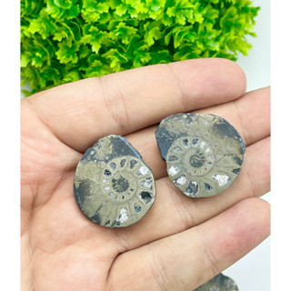 1 Pair Random Pick Natural Rare Fossil Ammonite with Pyrite Museum Pieces fossil ammonite