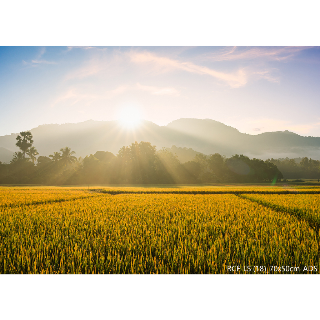 ภาพวิวนาข้าว ทุ่งนา ขนาด 70cmx50cm แคนวาสกรอบลอย/สติ๊กเกอร์ [RCF-LS (18)]