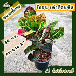 โกสน เต่ารัตนชัย ไม้เก่า หายาก ส่งทั้งกระถาง 8" สูง 50 ซม.