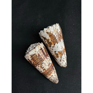 หอยสังข์จักรพรรดิ Emperor Conch Shell 6cm di