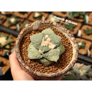 อริโอคาปัส ไม้เมล็ด Ariocarpus retusus hybrid แคคตัส ไม้อวบน้ำ อาริโอคาปัส ไม้สะสม