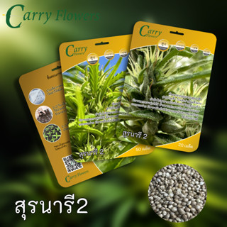 เมล็ดพันธ์ุ กัญชา สุรนารี2  เมล็ดกัญชา Carry Flowers Cannabis seeds SuranareeII