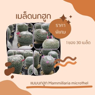 เมล็ดแคคตัส แมมนกฮูก (Mammillaria microthel) 1 ซอง 30 เมล็ด