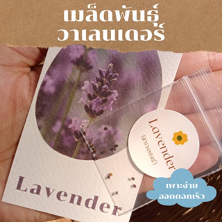 เมล็ดพันธุ์พืชดอกไม้ เมล็ดพันธุ์ ลาเวนเดอร์ 15  เมล็ด  English Lavender seed เมล็ดพันธุ์แท้ ราคาถูก คุณภาพดี ปลูกง่าย