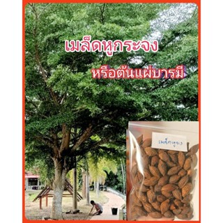 เมล็ดหูกระจง หรือต้นแผ่บารมี ซองล่ะ100เมล็ด