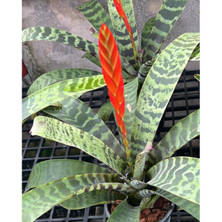 ต้นดาบเศรษฐี (จัดอยู่ในสับปะรดสี) Vriesea splendens ต้นสับปะรดสีใบลายๆ คล้ายลายเสือ