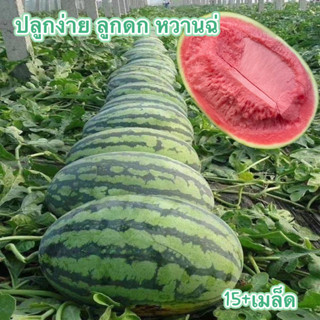 แตงโม🎈ถูกที่สุด 4 บ.🎯เมล็ดพันธุ์แตงโม15+เมล็ด🌱ปลูกง่าย🌱ลูกดก🎈หวานฉ่ำ