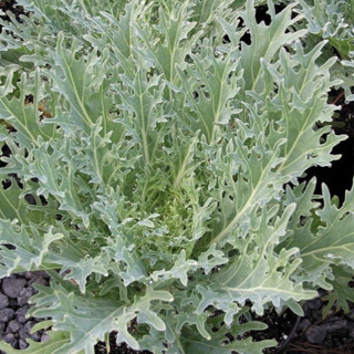 เมล็ดเคลรัสเซียสีขาว - White Russian Kale มีบริการเก็บเงินปลายทาง