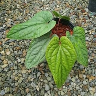 Anthurium sirih หน้าวัวใบพลู ไม้ยอด