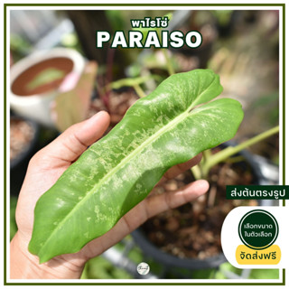 Philodendron paraiso ฟิโลเดนดรอน พาไรโซ่