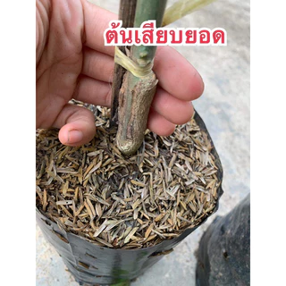 #ต้นส้มโอทับทิมสยาม (ต้นใหญ่ ถุง4คูณ10นิ้ว) สูงราว 50-80 เซน (เสียบยอด) ปากพนัง นครศรีธรรมราช