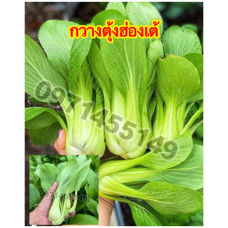 เมล็ดกวางตุ้งฮ่องเต้