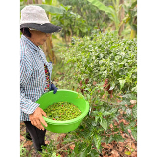 🌶️🌶️พริกขี้หนูสวน เผ็ดซี๊ดดดดดดดเก็บสดๆจากต้นตามออเดอร์🌶️🌶️🍀🍀