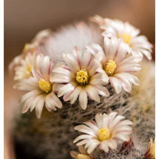 แมมชวาซิไอ ขนขาวนุ่มฟู ไม้หายากน่าสะสม mammillaria schwarzii