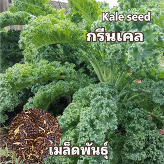 เมล็ดผักกรีนเคล ใบหงิก Kale seed เมล็ดพันธุ์นำเข้า